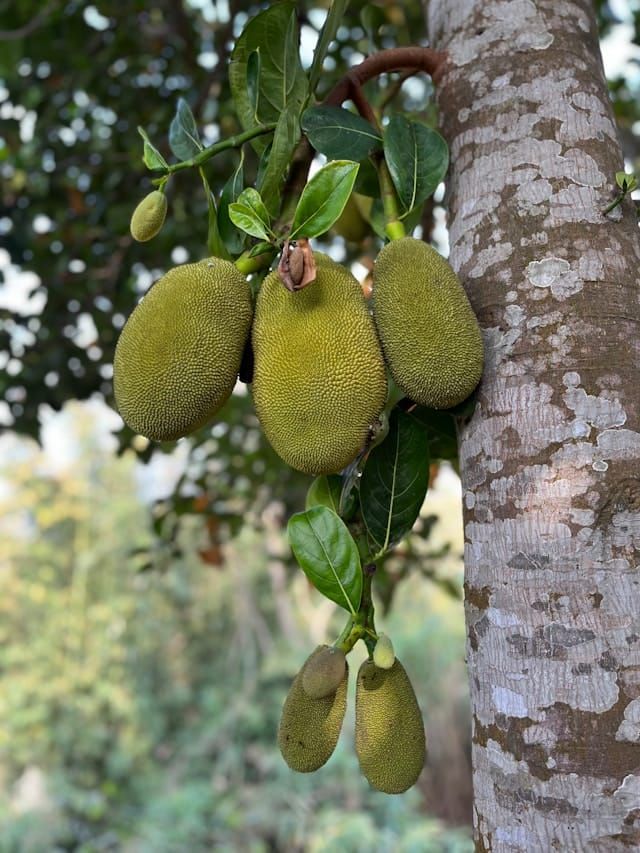 Fresh Jackfruit tropical fruit – IslandFruitGuide