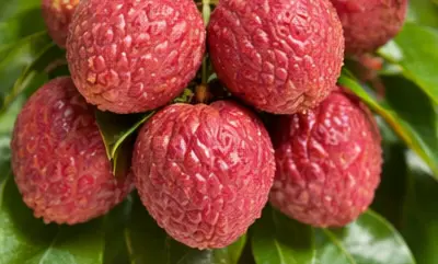 Lychee Lime Cooler – IslandFruitGuide Recipe